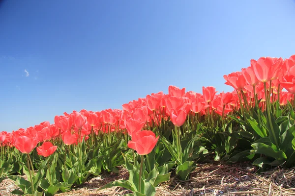 Rózsaszín tulipán nő egy fiield — Stock Fotó