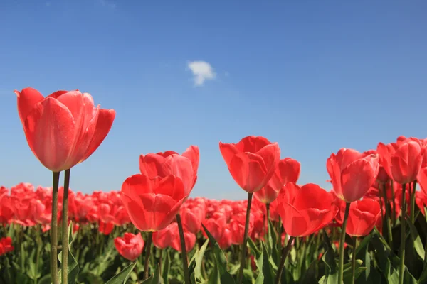 Różowe tulipany w słońcu — Zdjęcie stockowe