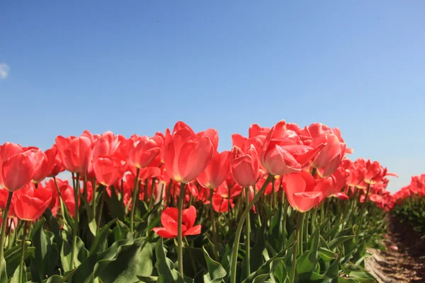 Розовые тюльпаны на солнце — стоковое фото