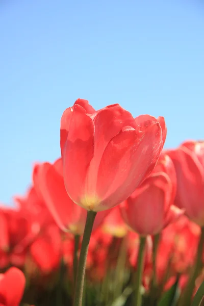 Pink tulips growing on a fiield — Stock Photo, Image