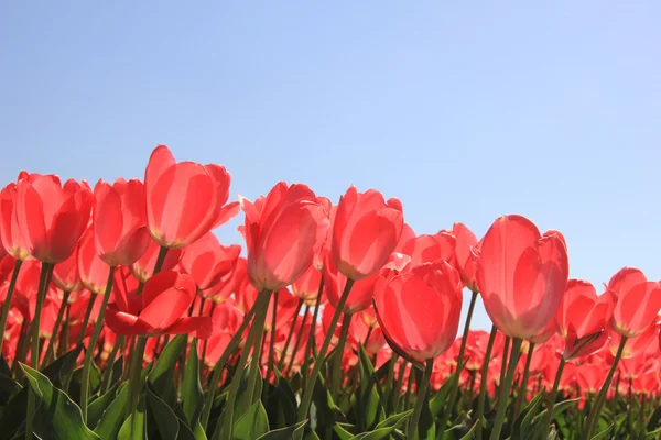 Růžové tulipány na slunci — Stock fotografie