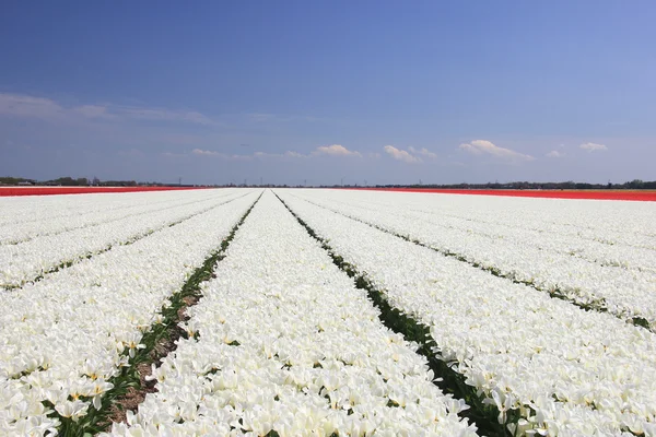 Белые тюльпаны на солнце — стоковое фото