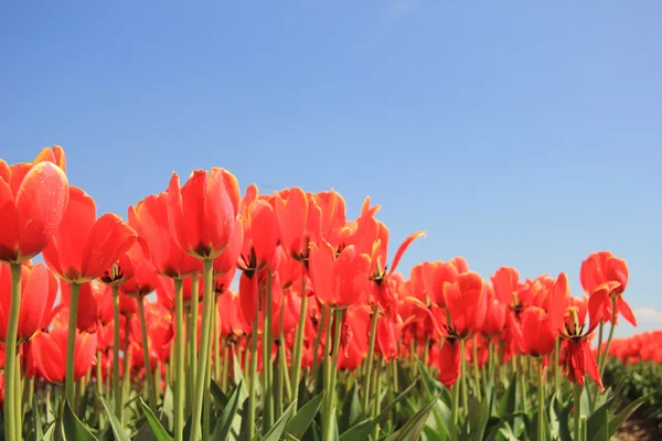 Červené tulipány s nádechem žluté na poli — Stock fotografie