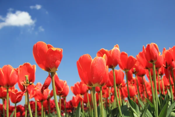 Red tulips with a touch of yellow on a field — Stock Photo, Image