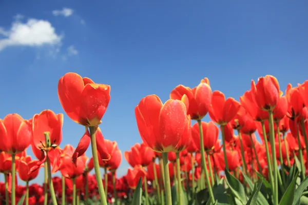 Tulipanes rojos con un toque de amarillo en un campo —  Fotos de Stock