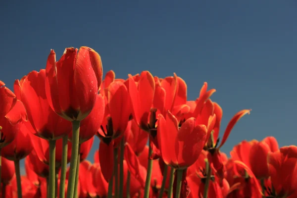 Röda tulpaner med en touch av gul på ett fält — Stockfoto