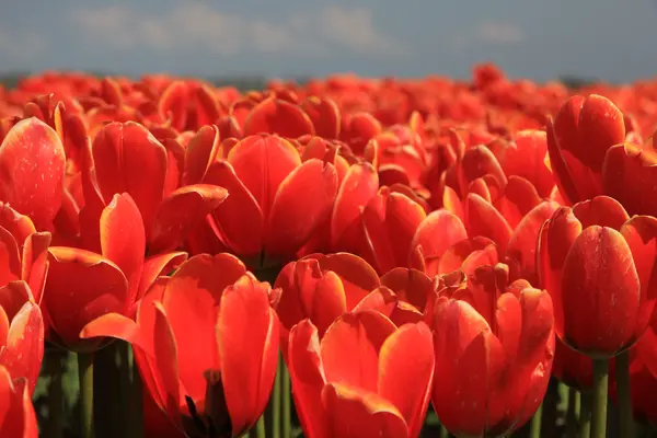 Tulipes rouges avec une touche de jaune sur un champ — Photo