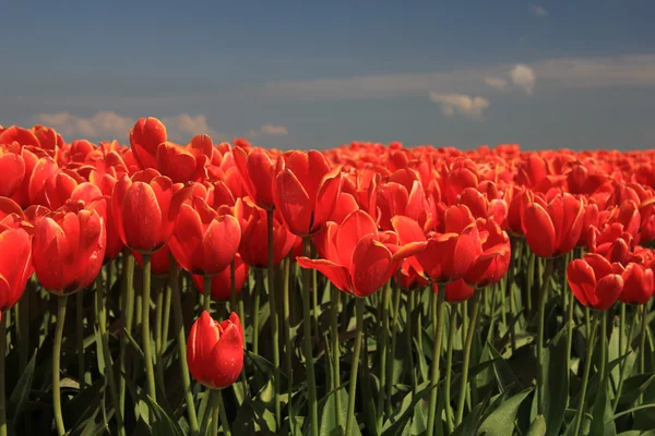 Tulipes rouges avec une touche de jaune sur un champ — Photo