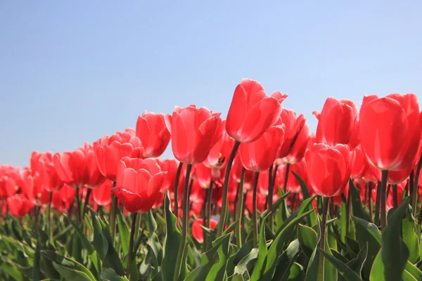 Tulipes roses poussant sur un champ — Photo