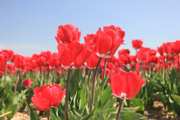 Tulipani rossi su un campo — Foto Stock