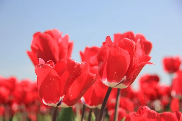 Tulipes rouges sur un champ — Photo