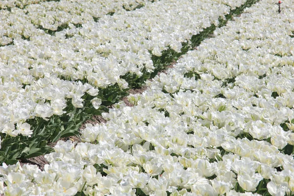 Des tulipes blanches au soleil — Photo