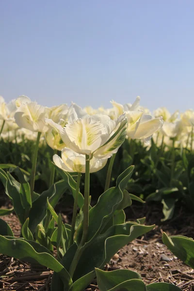 A nap fehér tulipánok — Stock Fotó