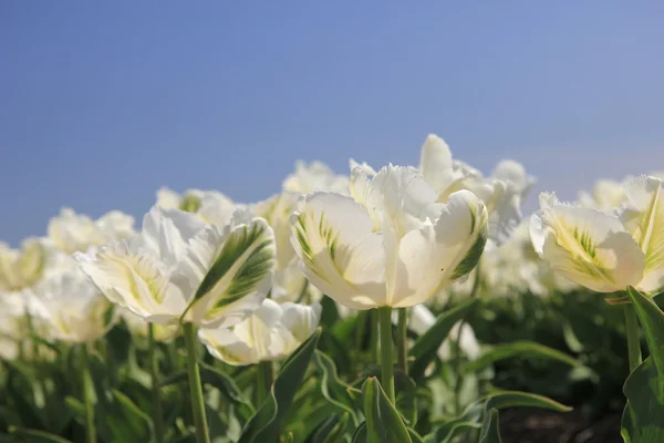 Bílé tulipány na slunci — Stock fotografie
