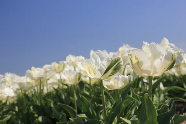 在阳光下的白色郁金香 — 图库照片