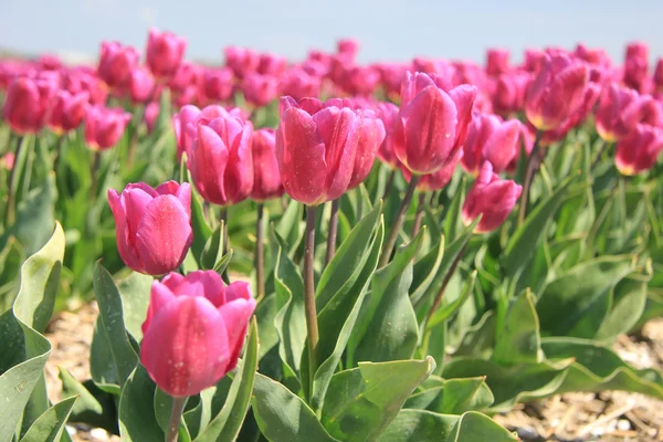 Paars roze tulpen in het zonlicht — Stockfoto