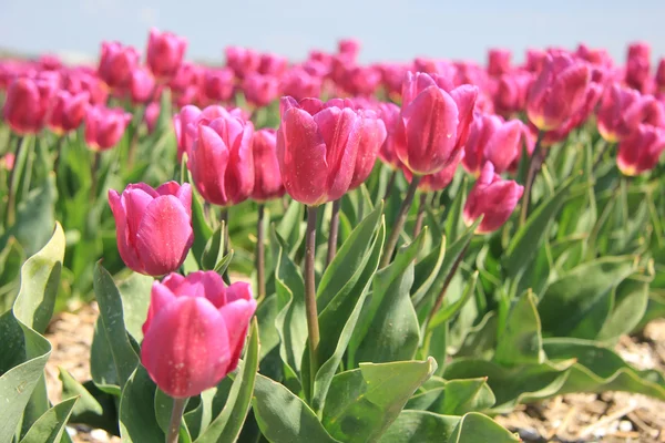 Tulipas roxas cor-de-rosa à luz solar — Fotografia de Stock