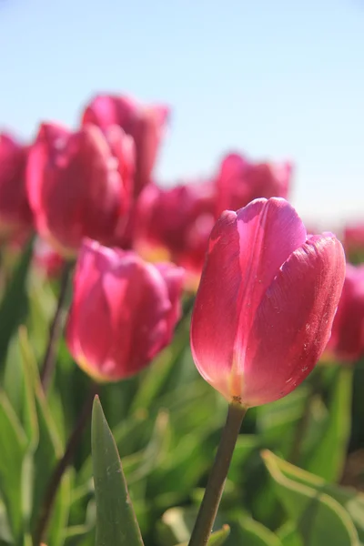 Tulipani rosa porpora alla luce del sole — Foto Stock