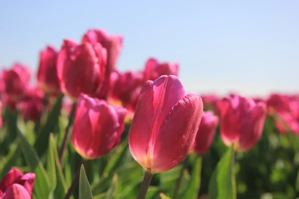 햇빛에 보라색 분홍색 튤립 — 스톡 사진