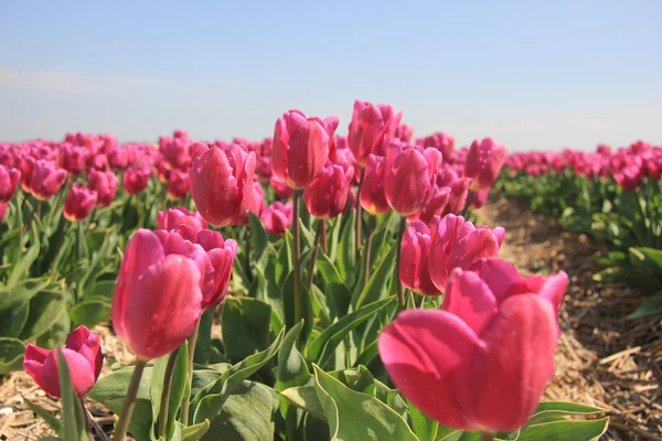 Tulipani rosa porpora alla luce del sole — Foto Stock