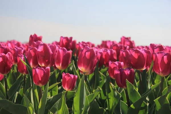 A napfény-lila rózsaszín tulipánok — Stock Fotó