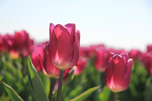 Пурпурные розовые тюльпаны в лучах солнца — стоковое фото