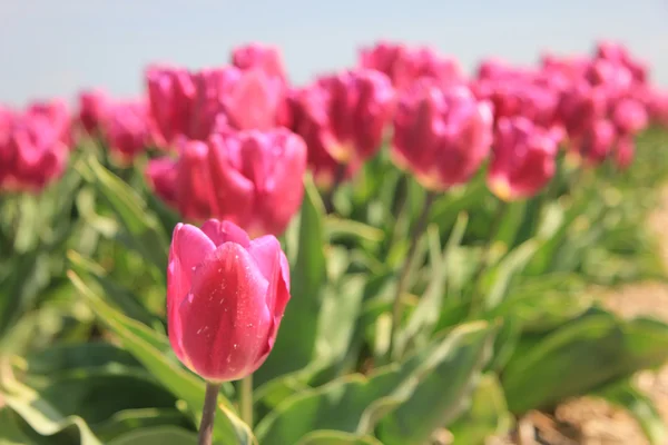 Lila rosa tulpaner i solljus — Stockfoto