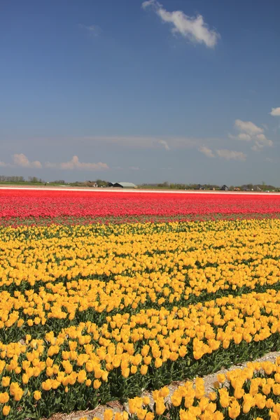 Tulipán mező különböző színekben — Stock Fotó