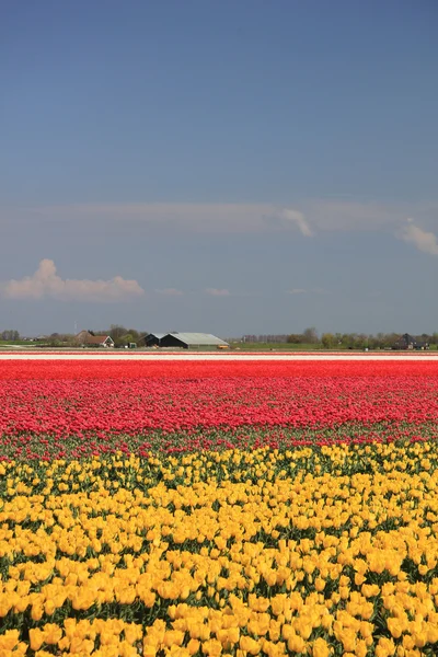 Tulpen in verschiedenen Farben auf einem Feld — Stockfoto