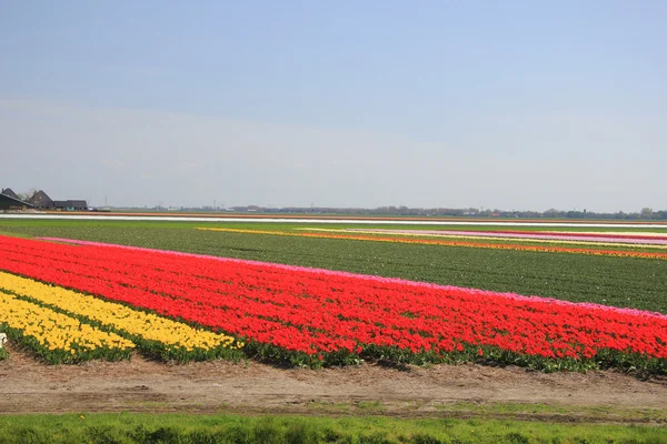 Tulipany w różnych kolorach na pole — Zdjęcie stockowe