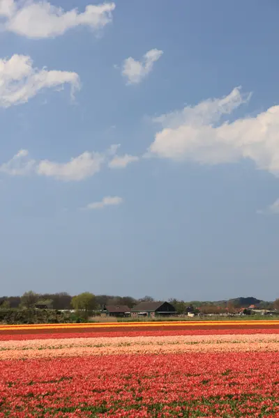Tulpen in verschiedenen Farben auf einem Feld — Stockfoto