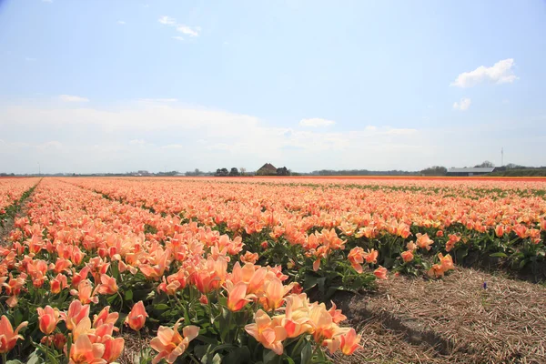 Розовые желтые тюльпаны на поле — стоковое фото