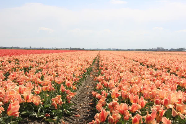 Розовые желтые тюльпаны на поле — стоковое фото