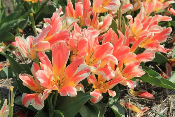 Rózsaszín sárga tulipán mező — Stock Fotó