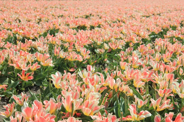 Pink yellow tulips on a field — Stock Photo, Image