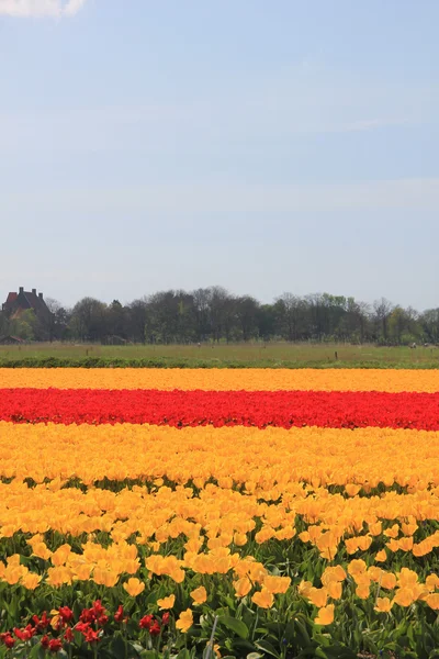 Gele en rode tulpen op een veld — Stockfoto