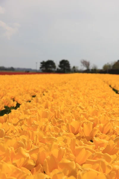Tulipani gialli in un campo — Foto Stock