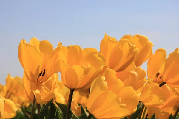 Tulipanes amarillos brillantes creciendo en un campo — Foto de Stock