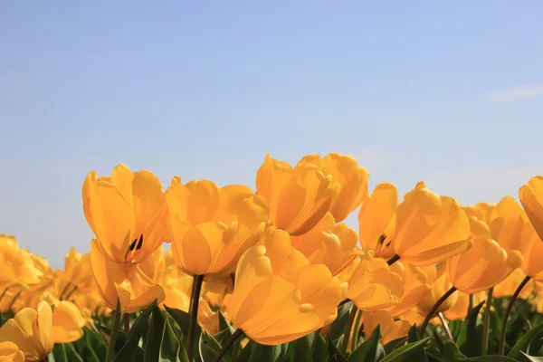 Zářivě žluté tulipány pěstování v poli — Stock fotografie