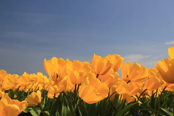 Желтые тюльпаны в поле — стоковое фото