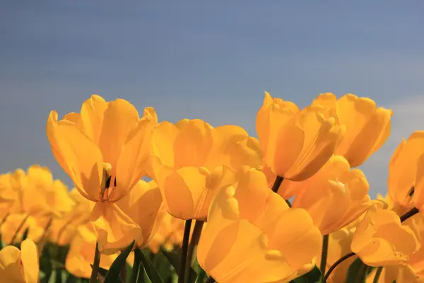 Ljusa gula tulpaner växer i ett fält — Stockfoto