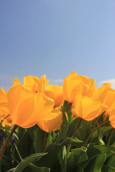 Ярко-желтые тюльпаны растут в поле — стоковое фото