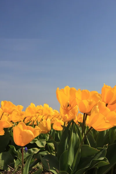 Bright yellow tulips growing in a field — Stock Photo, Image