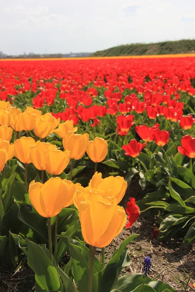 Žluté a červené tulipány na poli — Stock fotografie