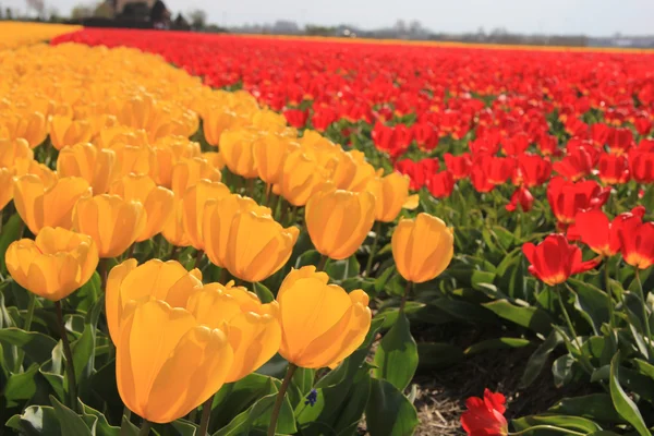 Žluté a červené tulipány na poli — Stock fotografie