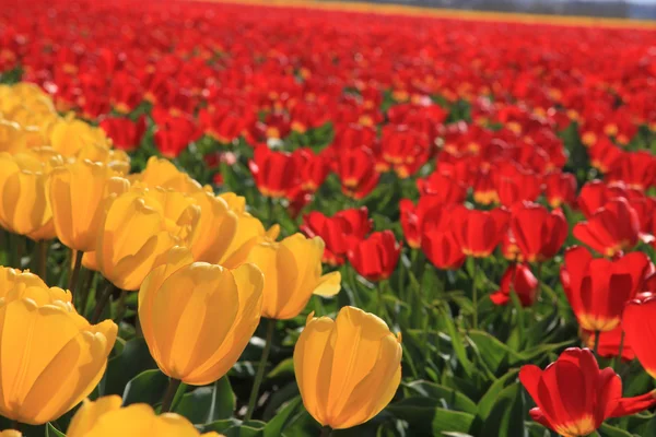 Żółte i czerwone tulipany na pole — Zdjęcie stockowe