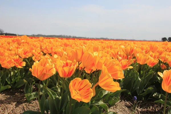 Egy kis piros sárga tulipánok — Stock Fotó