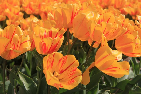 Yellow tulips with a touch of red — Stock Photo, Image