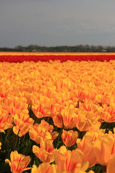 黄色郁金香的红色点缀 — 图库照片