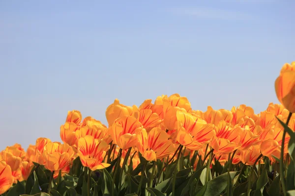 Yellow tulips with a touch of red — Stock Photo, Image